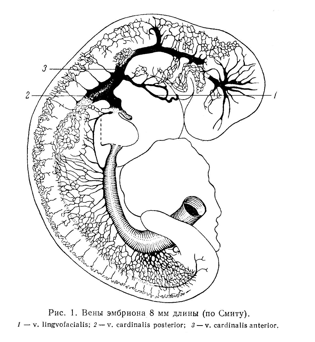 Вены эмбриона 8 мм длины (по Смиту)