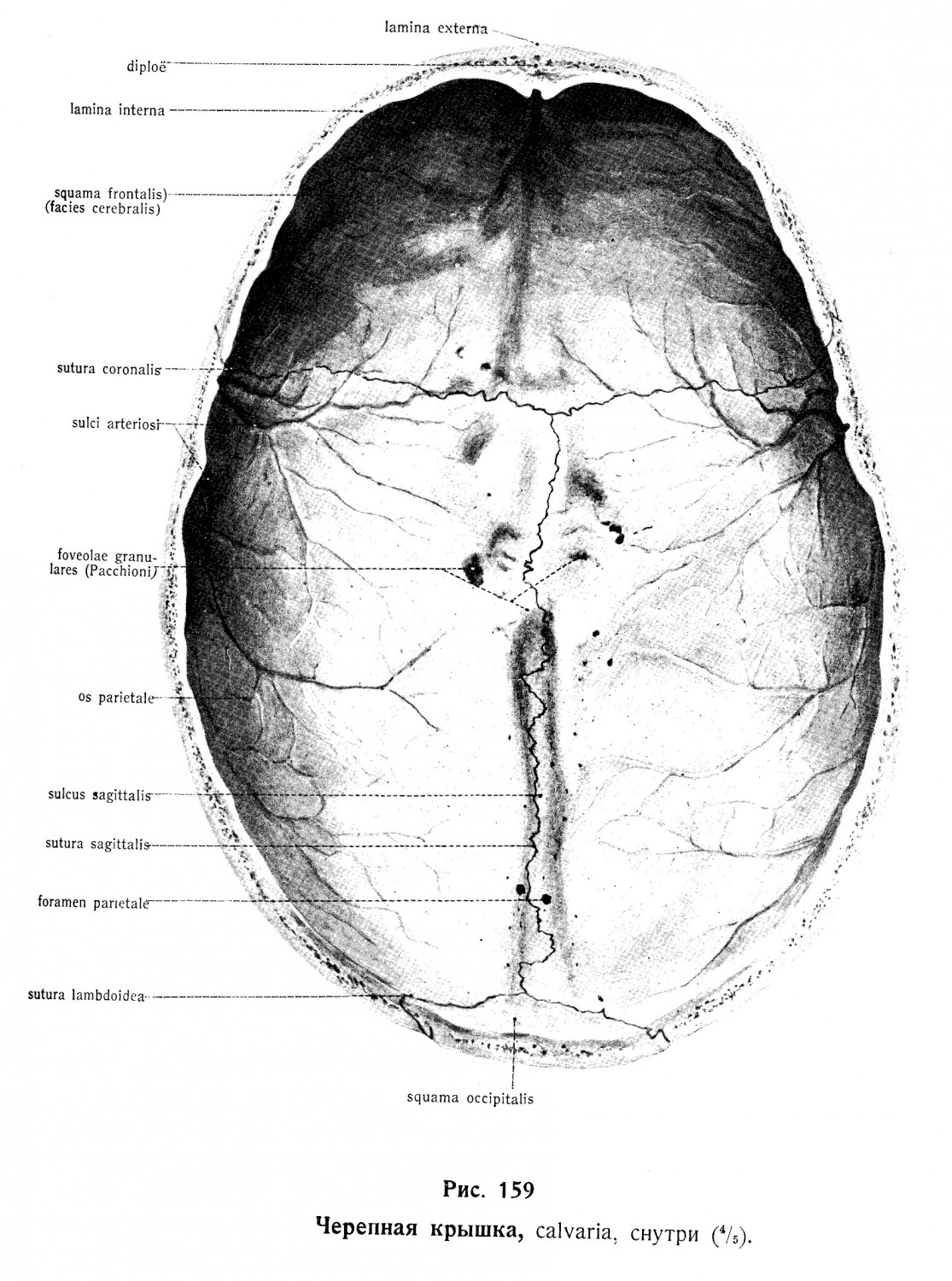 Верхняя область, Calvaria, крышка черепа