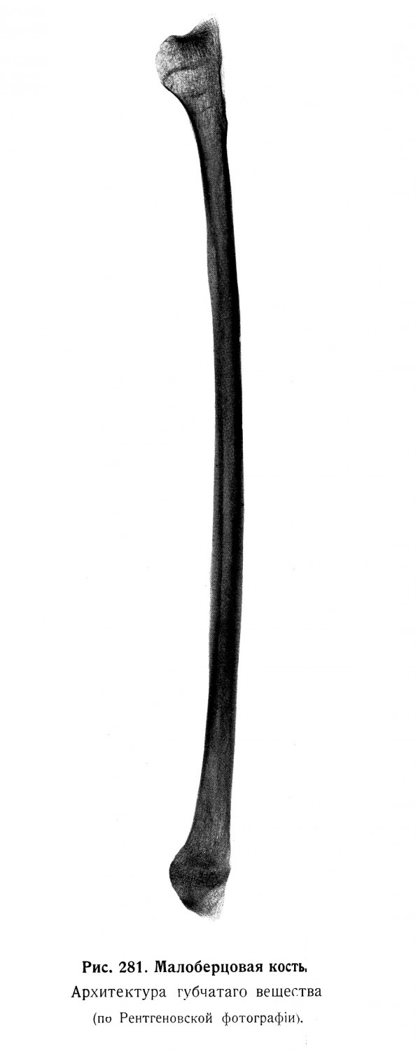 Малоберцовая кость, fibula