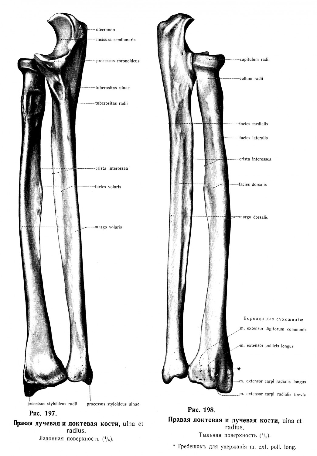 Лучевая кость, radius и Локтевая кость, ulna