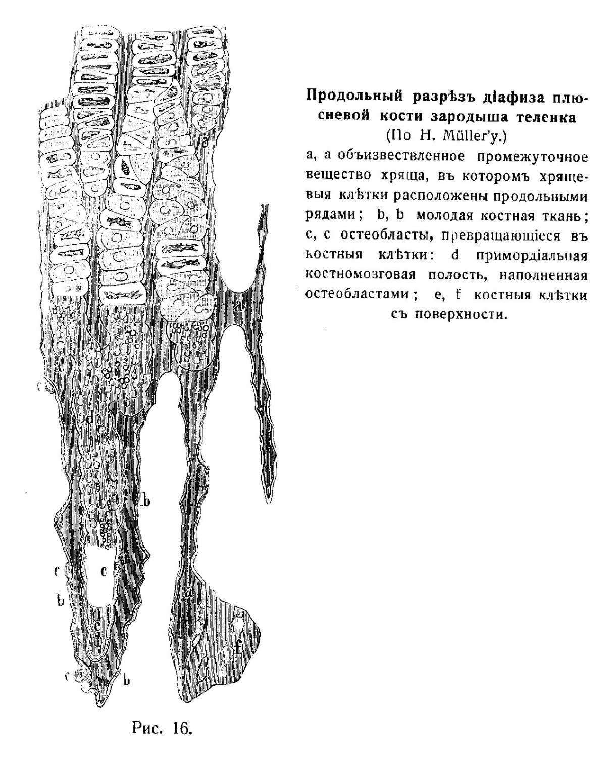Продольный разрѣзъ діафиза плюсневой кости зародыша теленка