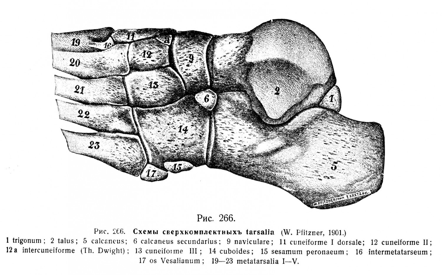 Скелетъ пальцевъ ноги, phalanges digitorum pedis
