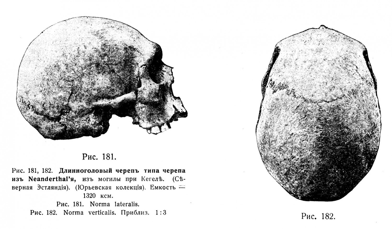 Длинноголовый черепъ типа черепа