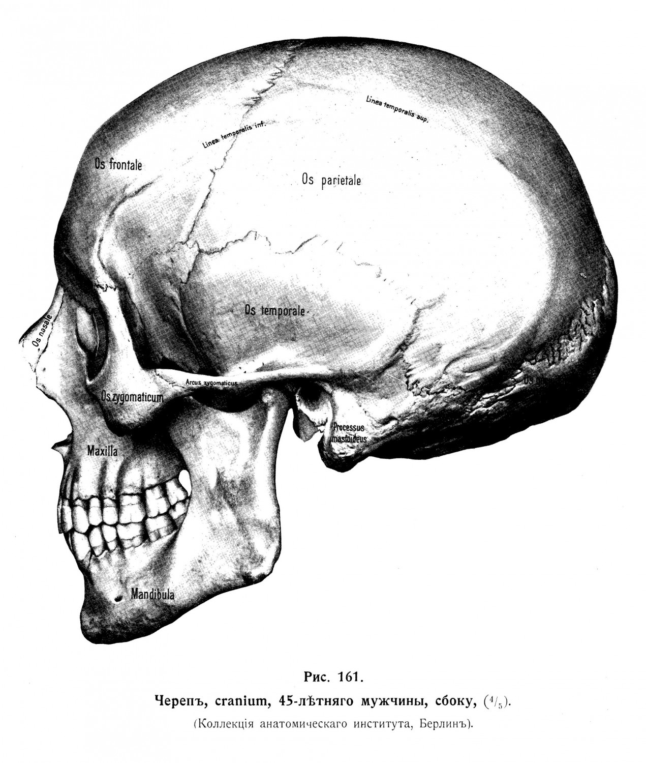 черепъ, cranium