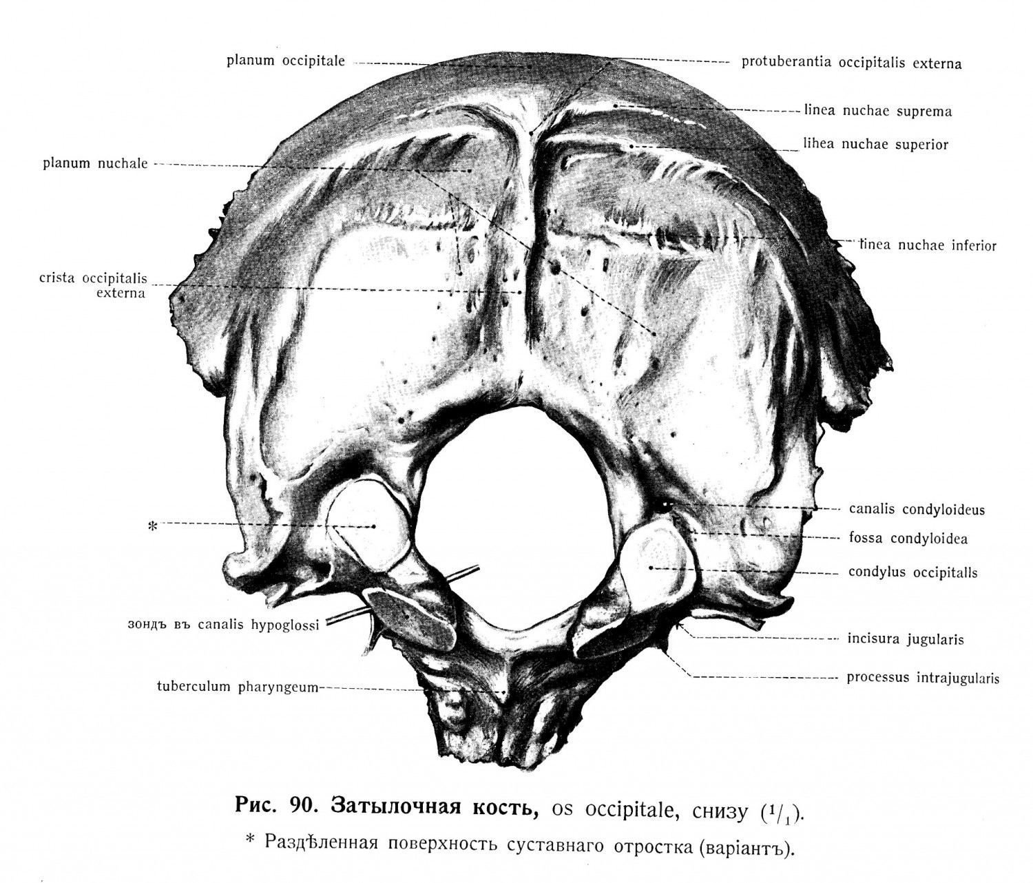 Затылочная кость, os occipitale