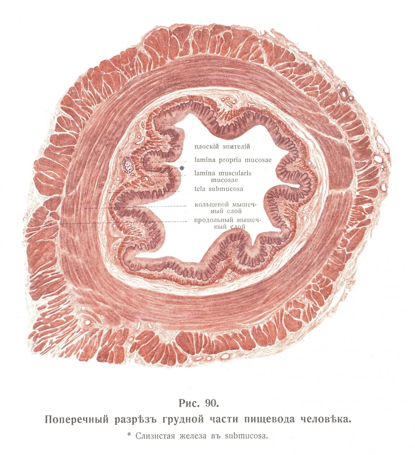 Поперечный разрез грудной части пищевода человека