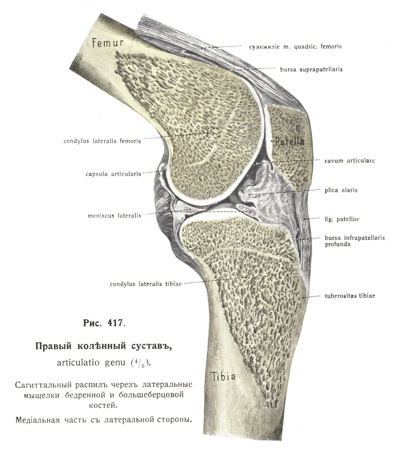 Правый коленный сустав, articulatio genu