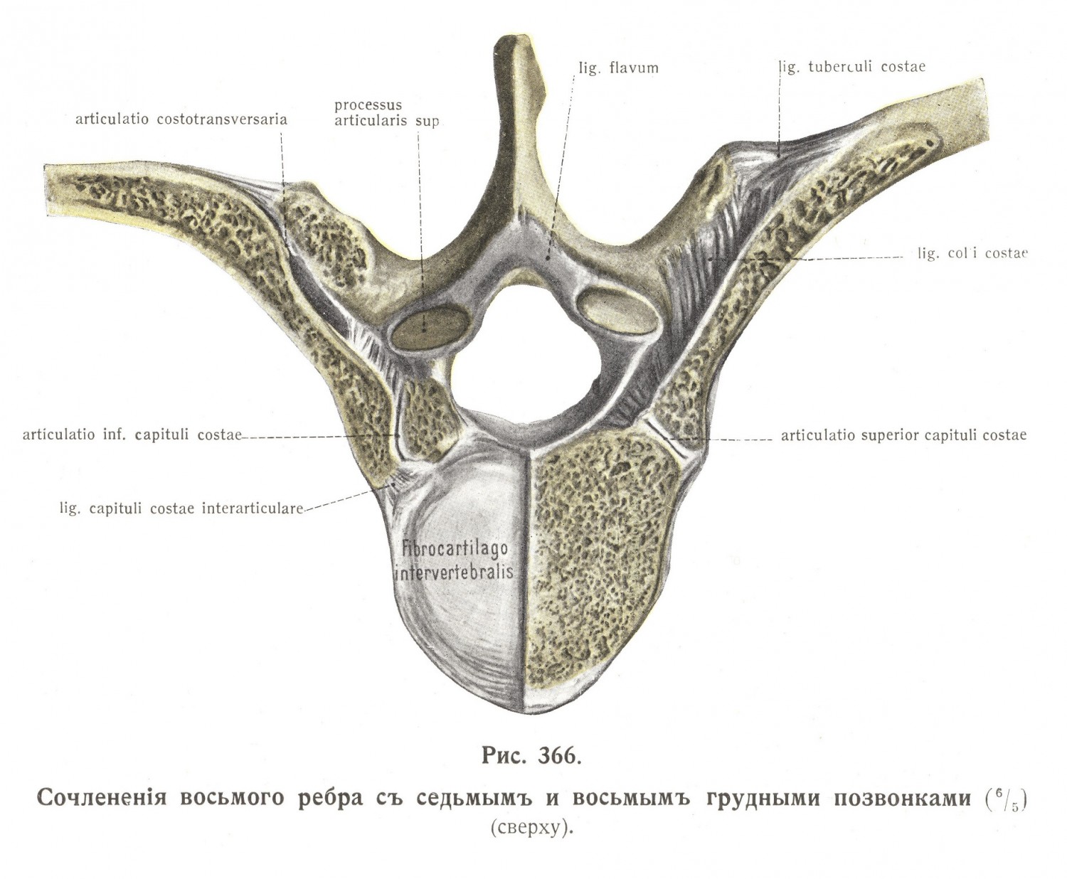 Соединение восьмого ребра с седьмым и восьмым грудным позвоночником
