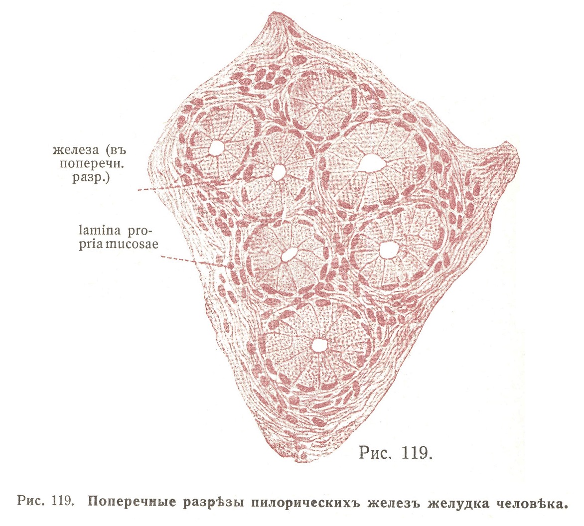 Поперечный разрез пилорических желез желудка человека