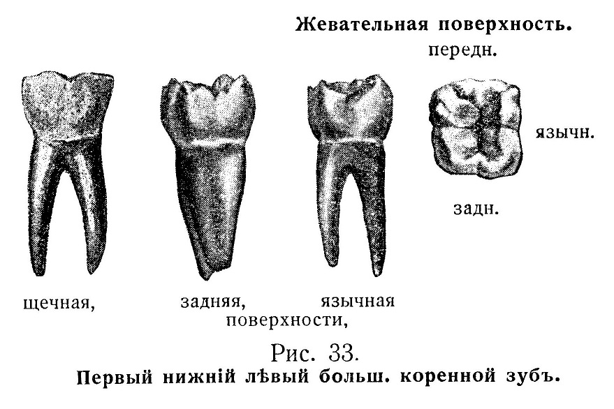 Первый нижний левый большой коренной зуб