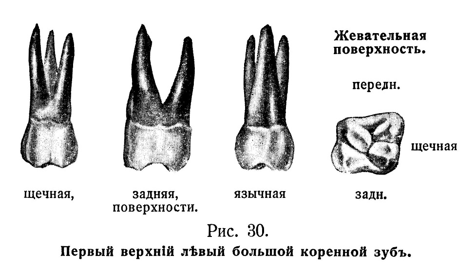 Первый верхний левый большой коренной зуб