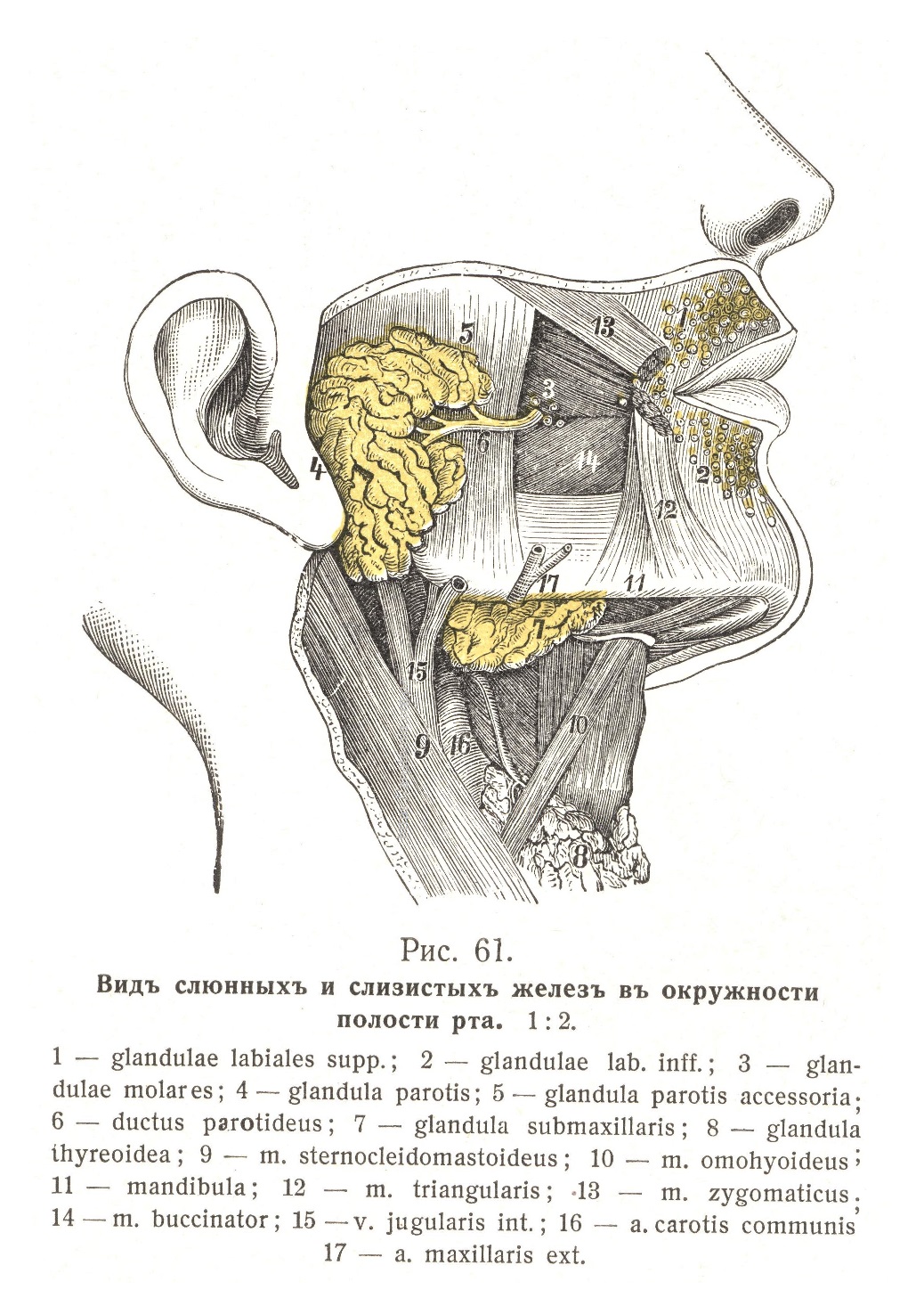 Виды слюнных и слизистых желез в окружности рта