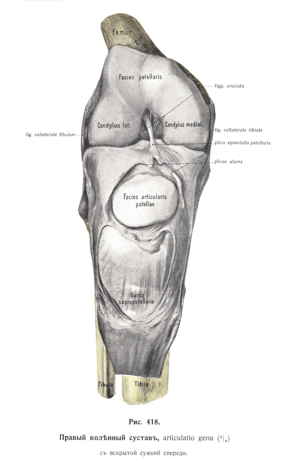 Правый коленный сустав, articulatio genu, с вскрытой сумкой