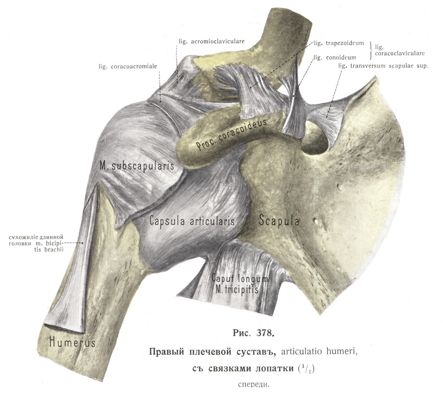 Плечевой сустав, articulatio humeri