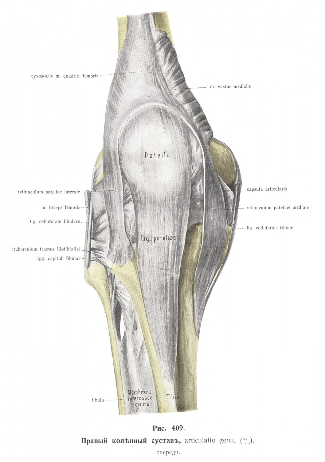 Правый коленный сустав, articulatio genu, спереди