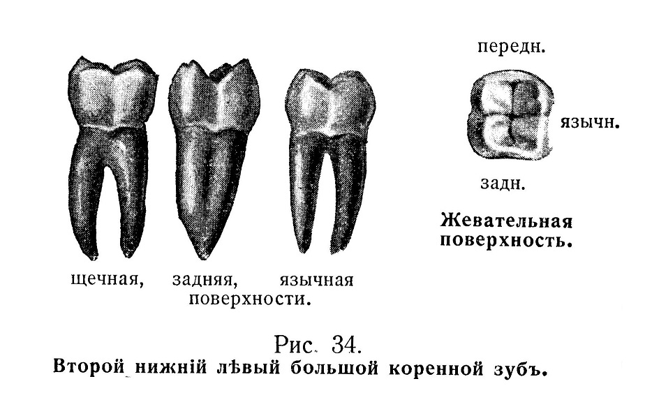 Второй нижний левый большой коренной зуб