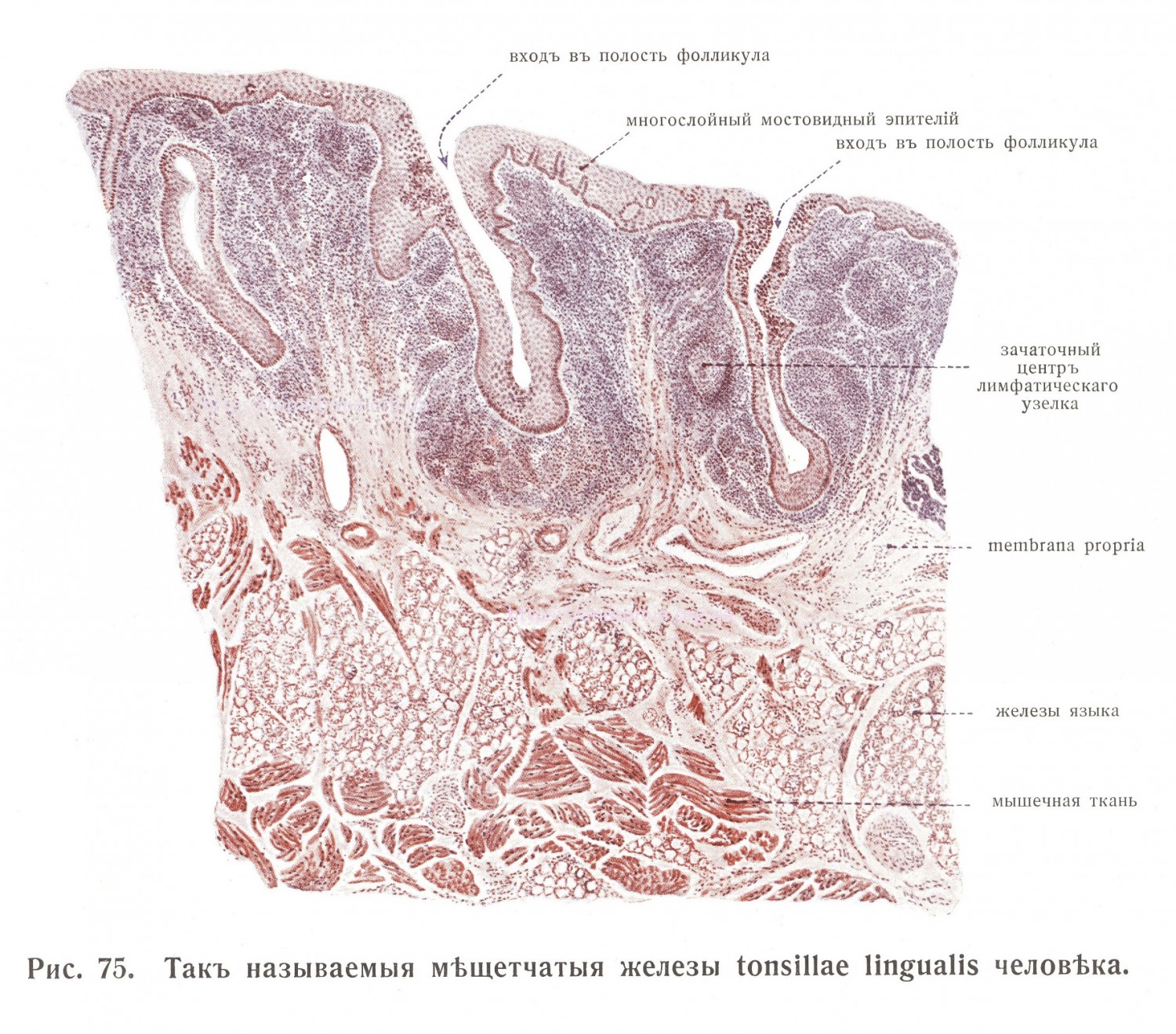 Железы tonsillae lingualis человека