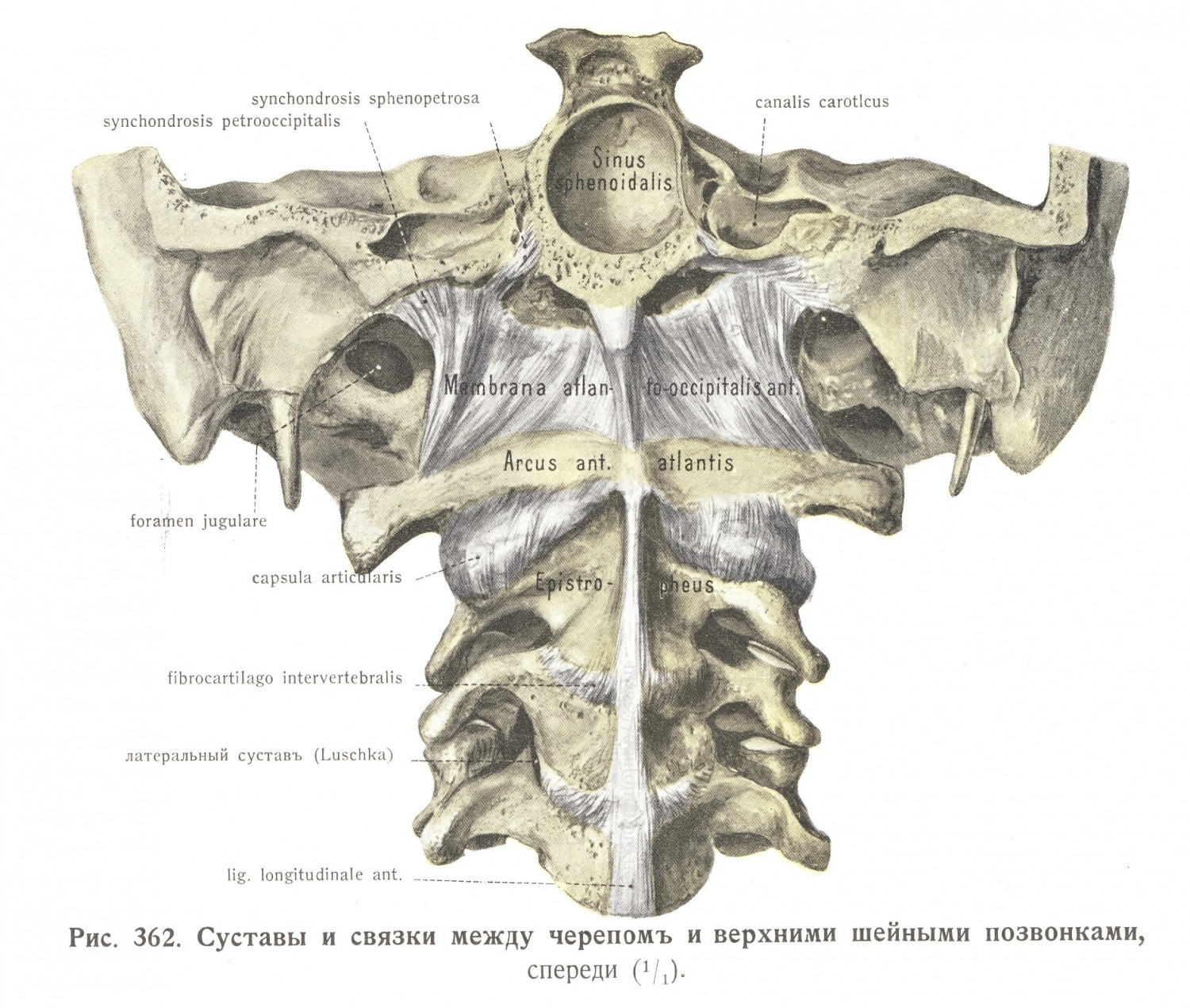 Суставы и связки между черепом и верхними шейными позвонками, спереди