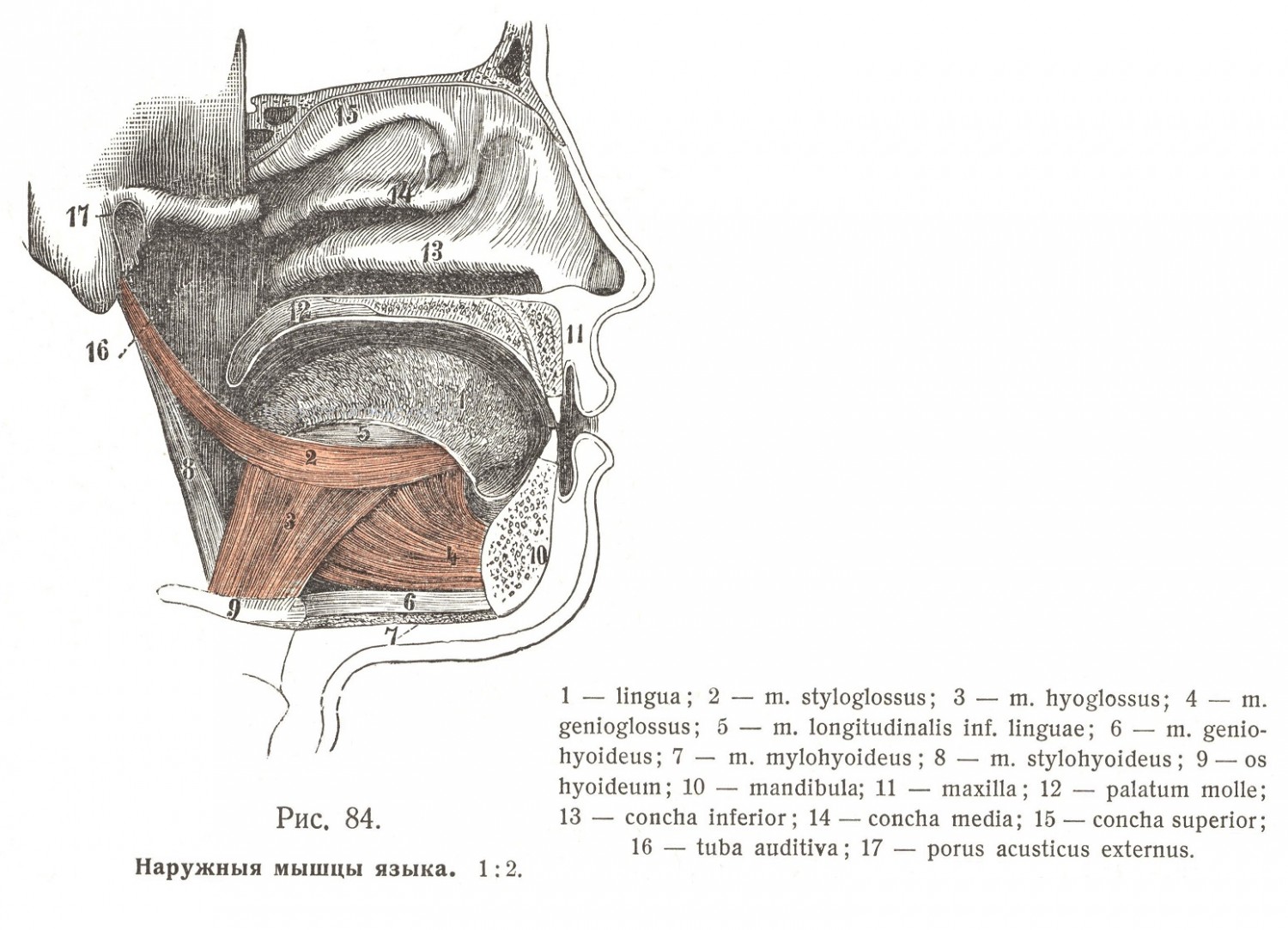Мышцы языка. Musculi linguae