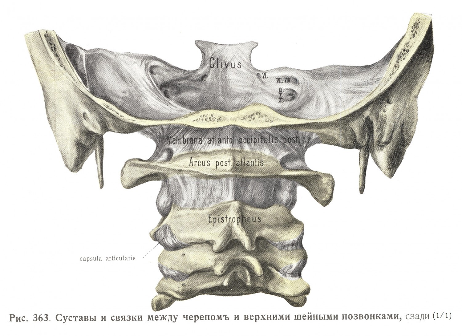 Суставы и связки между черепом и верхними шейными позвонками, сзади