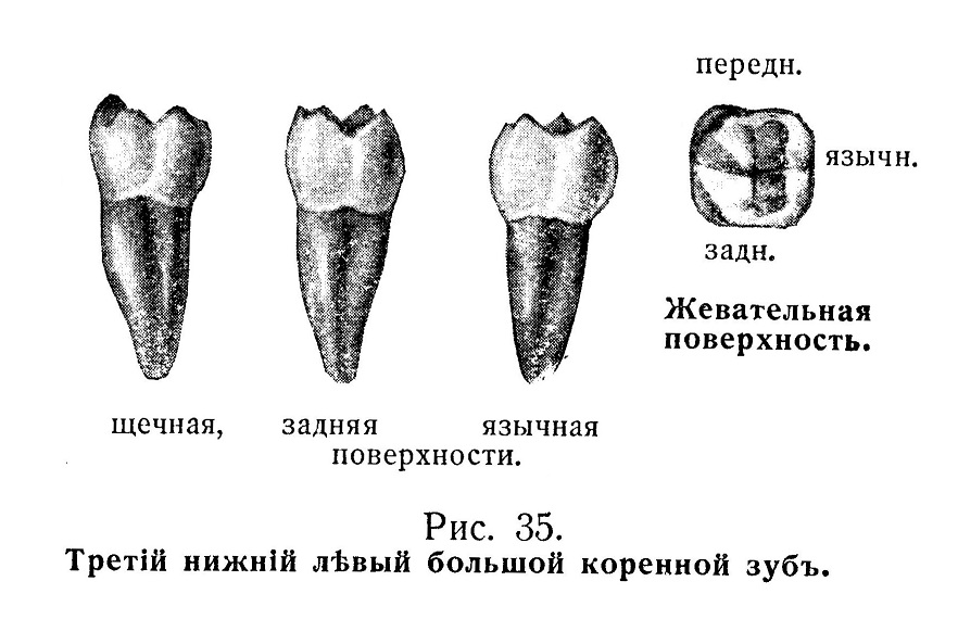 Третий нижний левый большой коренной зуб