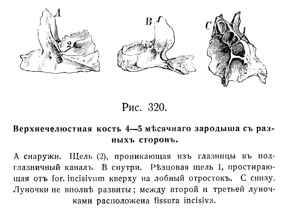 Верхнечелюстная кость 4—5 мѣсячнаго зародыша съ разныхъ сторонъ.