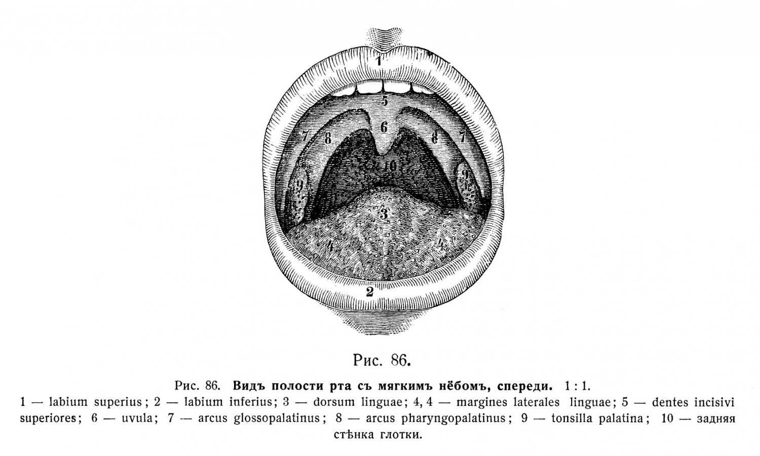 Мягкое нёбо, palatum molle; нёбная занавѣска, velum palatinum