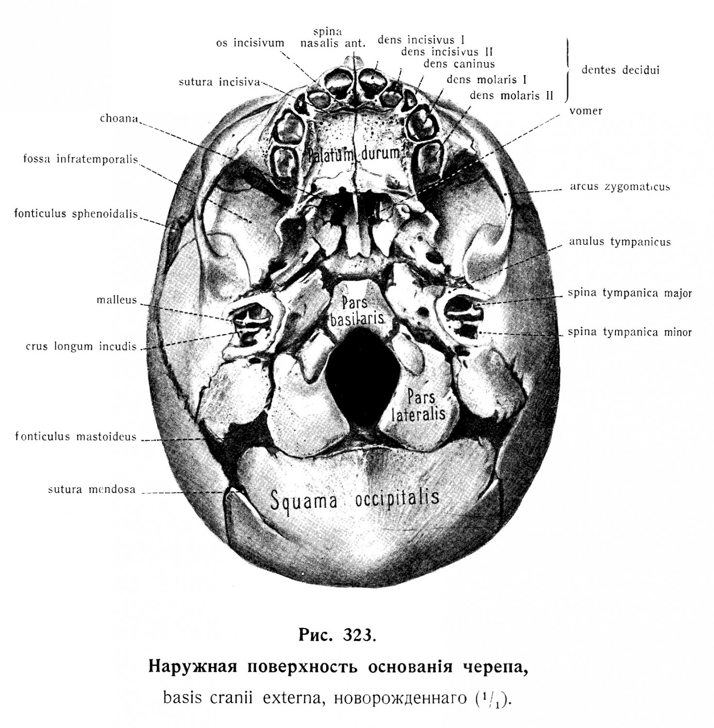 Наружная поверхность основания черепа