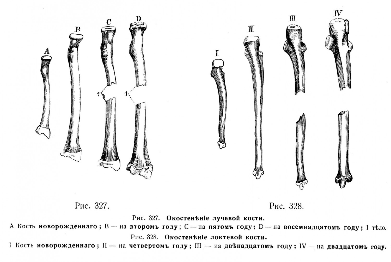 Лучевая и локтевая кость
