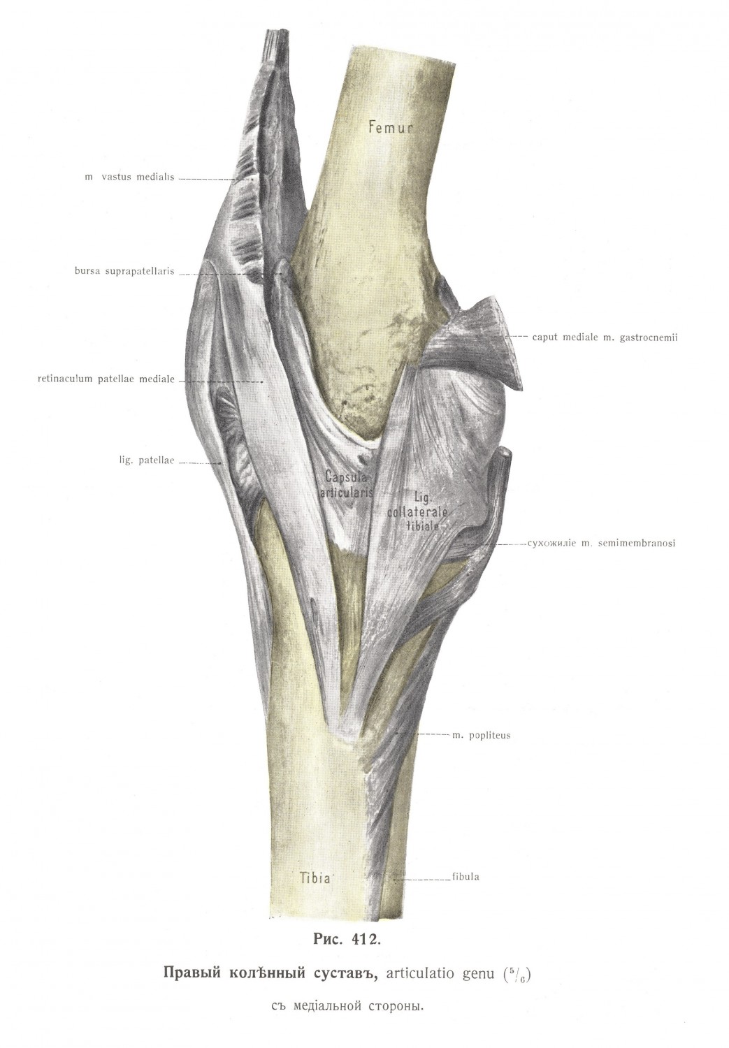 Правый коленный сустав, articulatio genu, медиальная сторона
