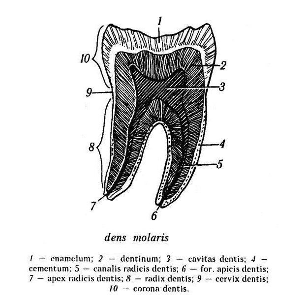 Сосуды и нервы зубовъ