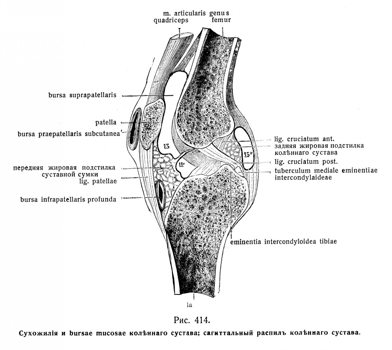 Сухожилия коленного сустава Bursa muscosae