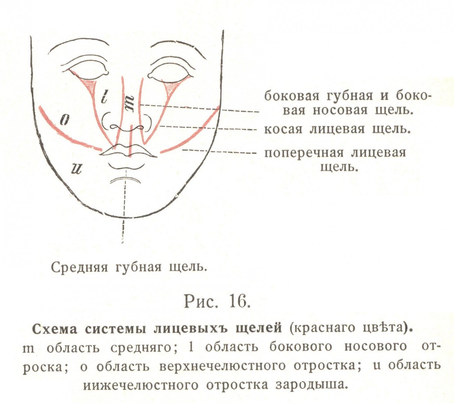 Схема системы лицевых щелей