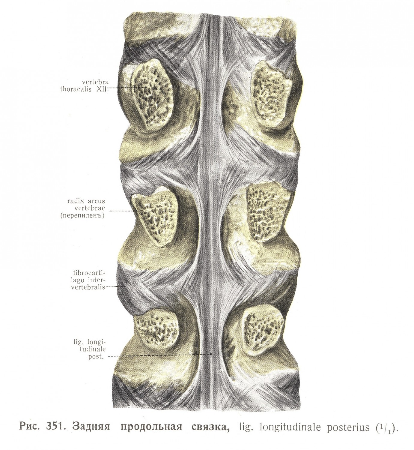 Задняя продольная связка, Ligamentum longitudinale posterius