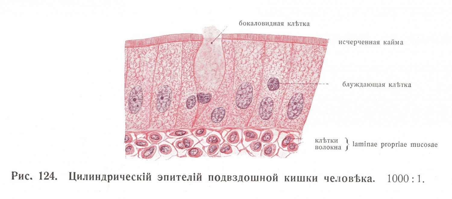 Цилиндрический эпителий подвздошной кишки человека