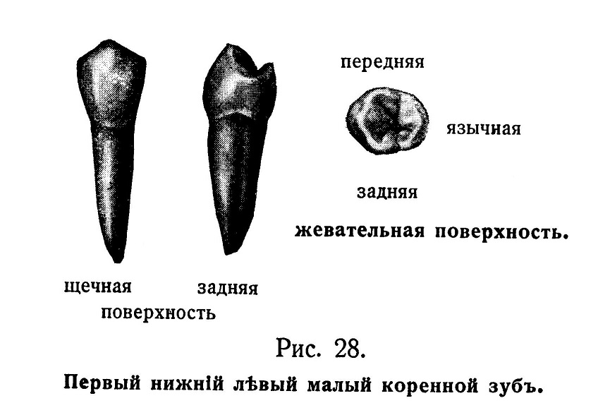 Первый нижний левый малый коренной зуб