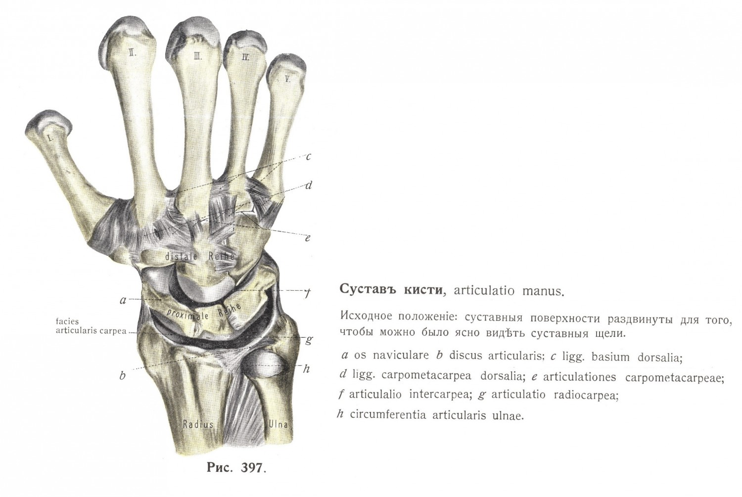 Суставы пальцевъ, articulationes digitorum manus