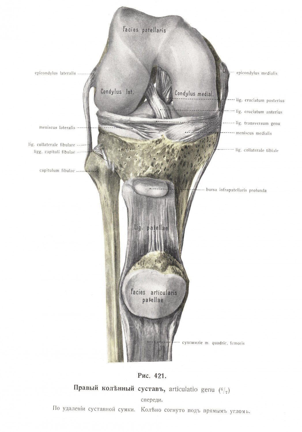 Правый коленный сустав, articulatio genus