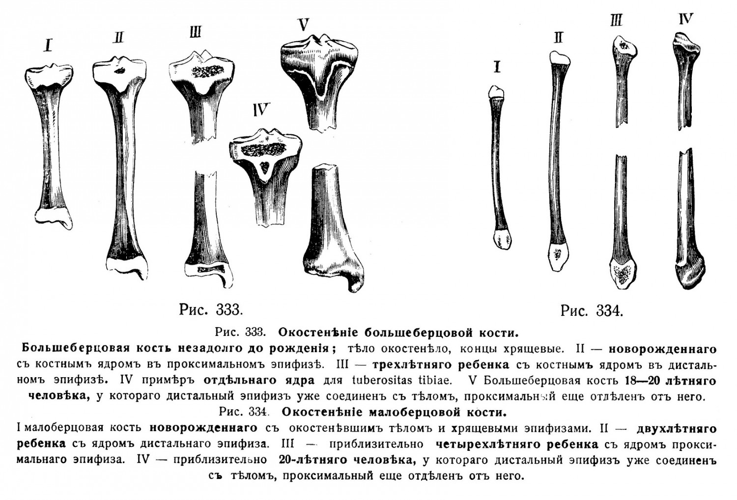 Окостенѣніе большеберцовой кости и малоберцовой кости