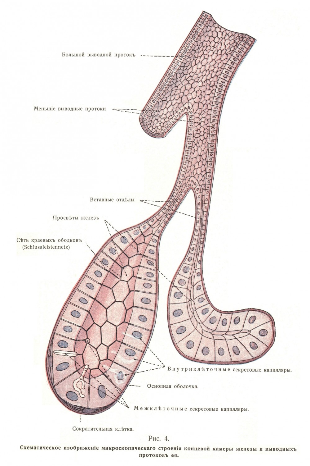 Мышечная оболочка, tunica muscularis