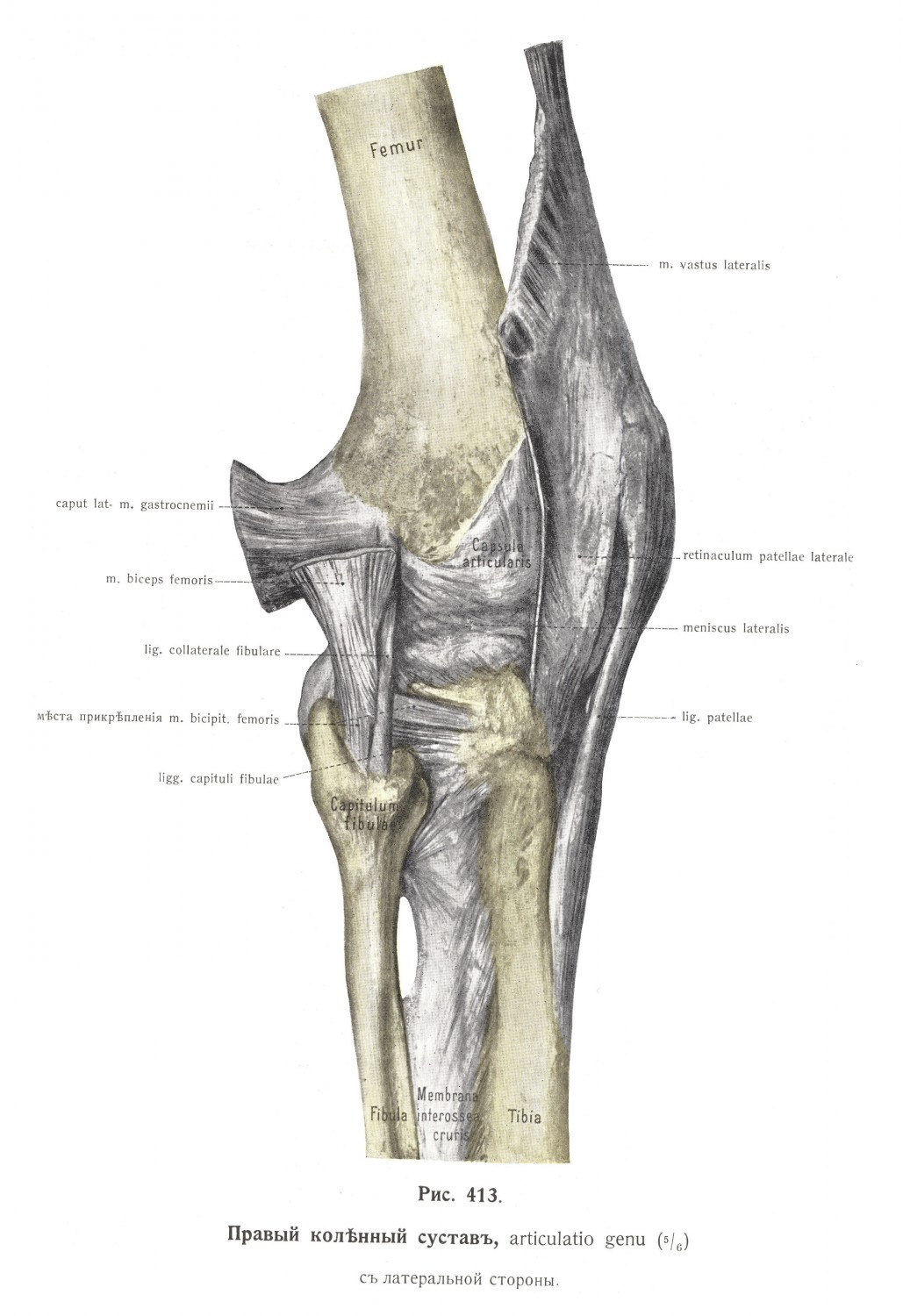 Правый коленный сустав, articulatio genu, с латеральной стороны