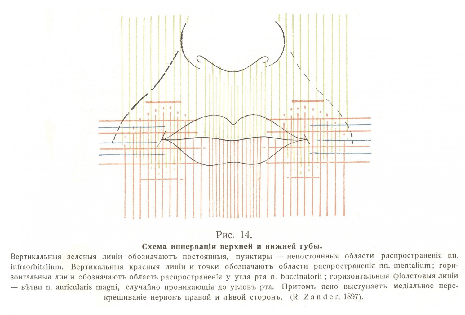 Схема иннервации верхней и нижней губы
