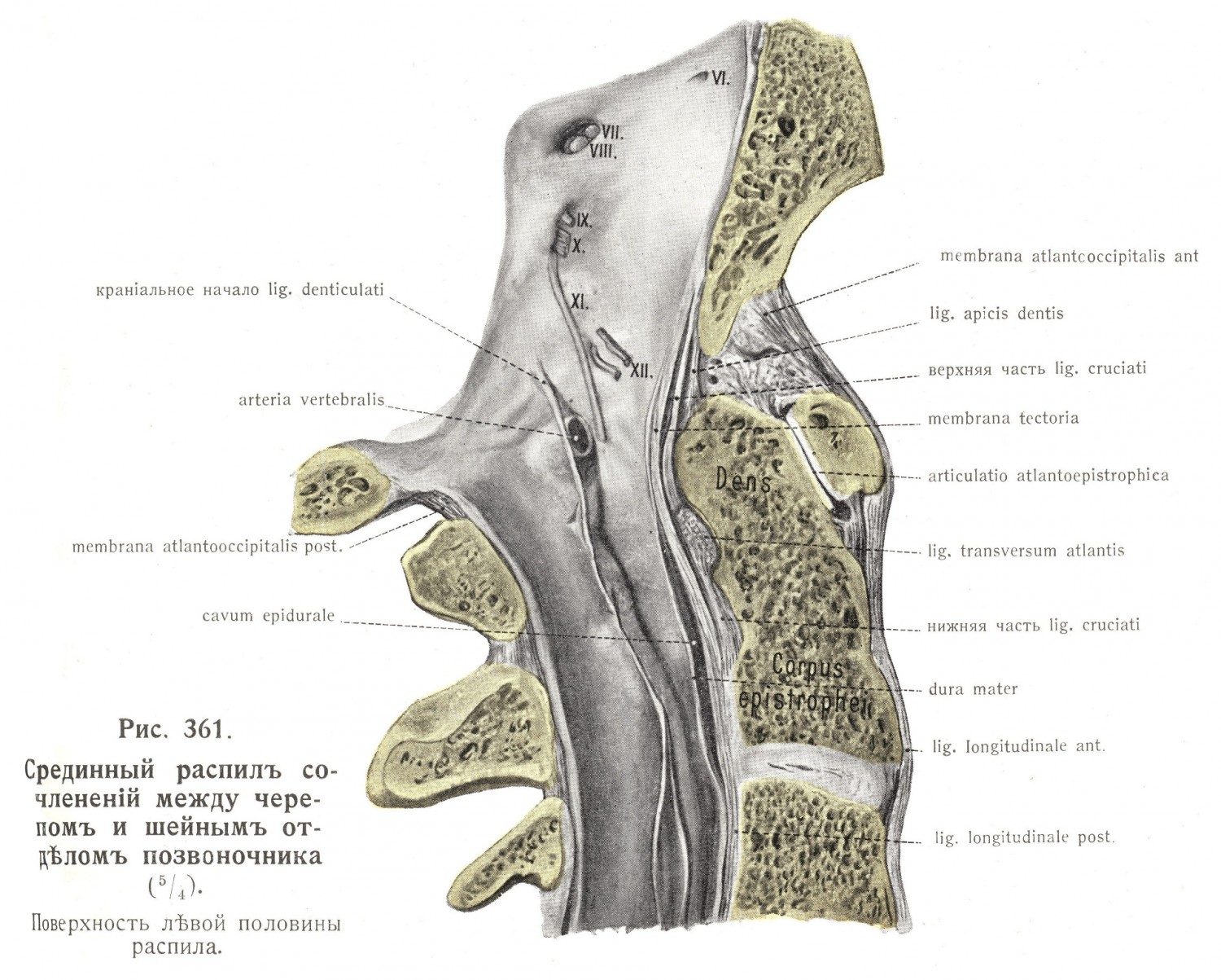 Срединный распил между черепом и шейным отделом позвоночника