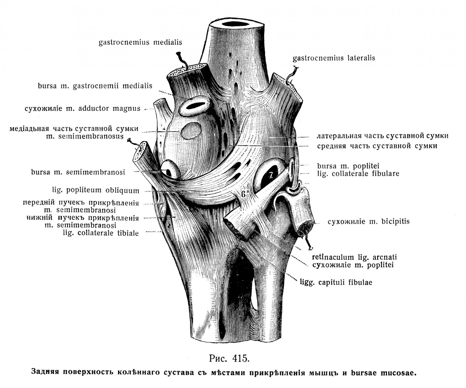 Задняя поверхность коленного сустава