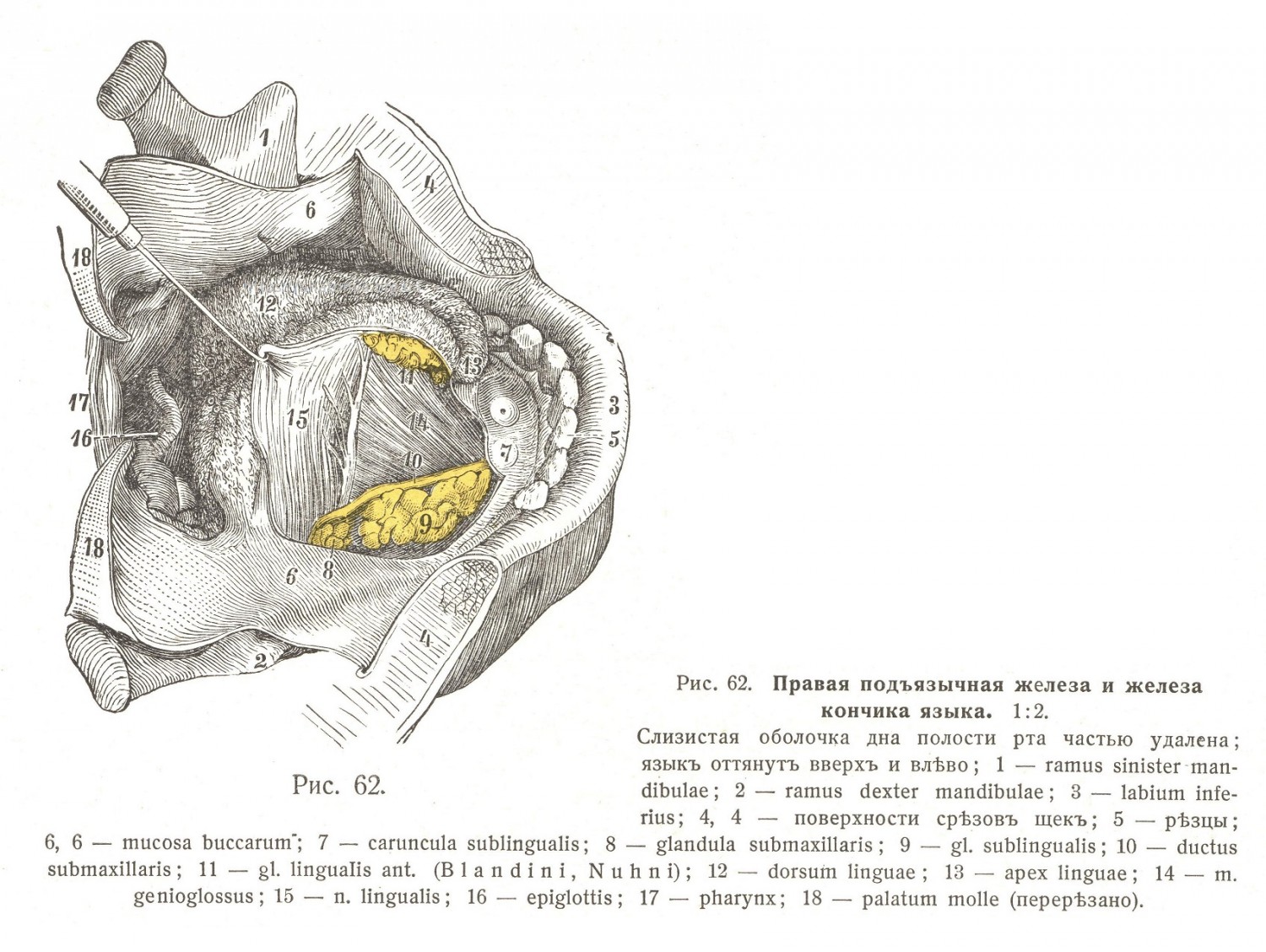 Подъязычная железа. Glandula sublingualis