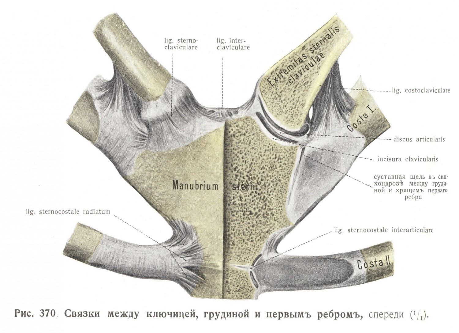 Связки между ключицей, грудиной и первым ребром