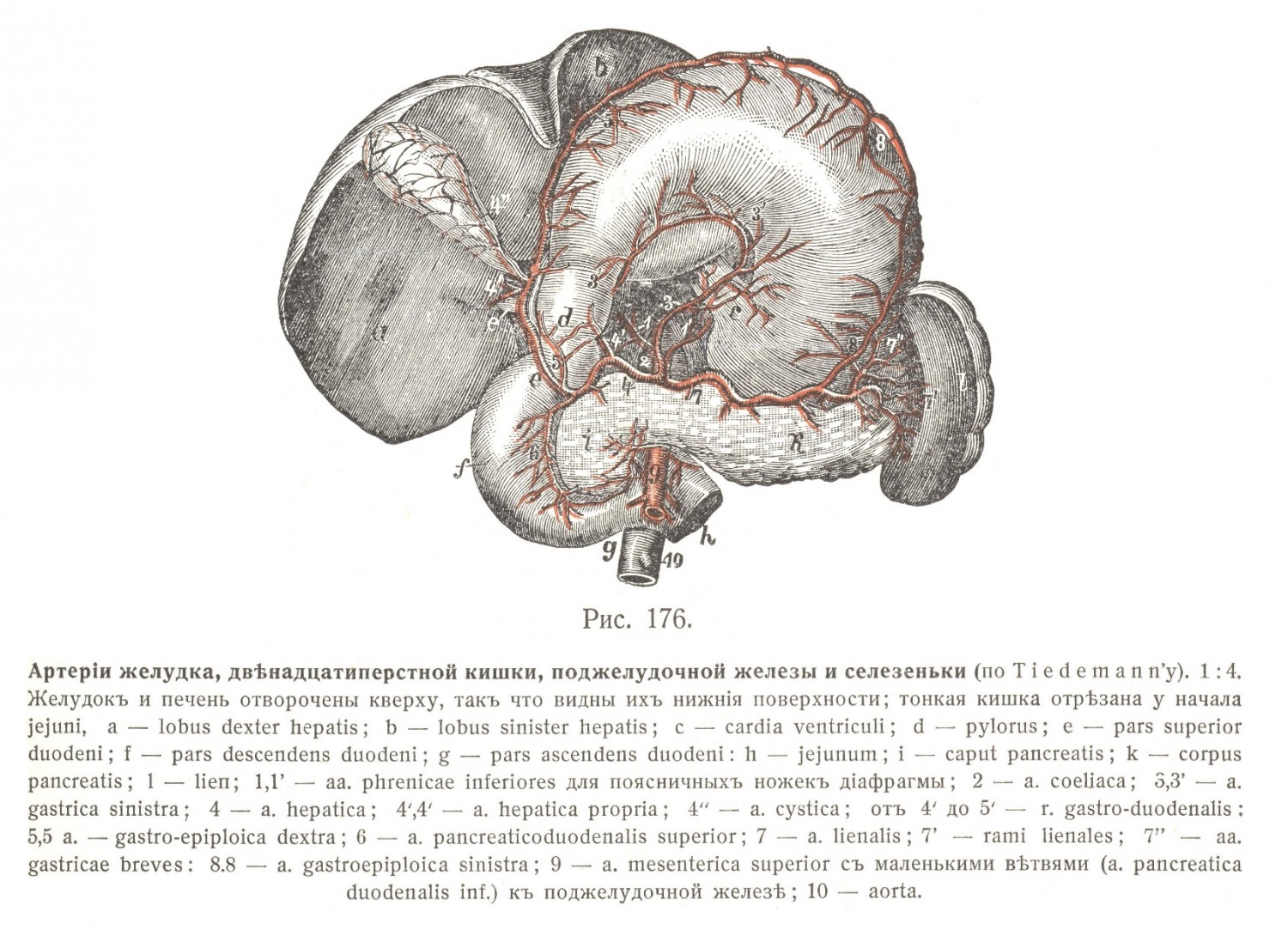 Артерии желудка, двенадцатиперстной кишки, поджелудочной железы