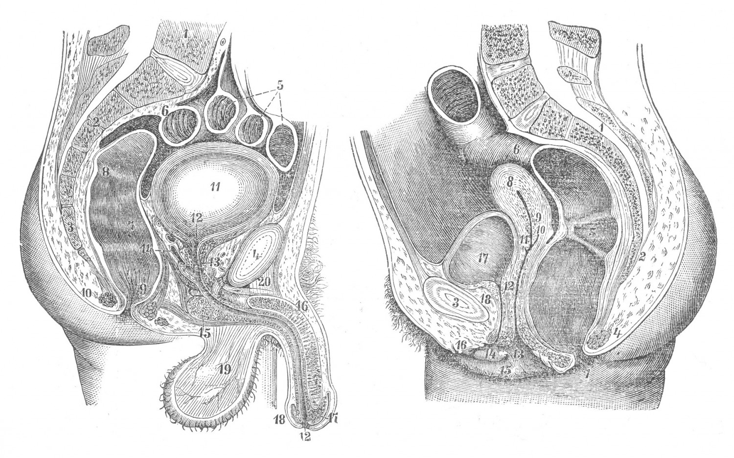 Половые органы, organa genitalia