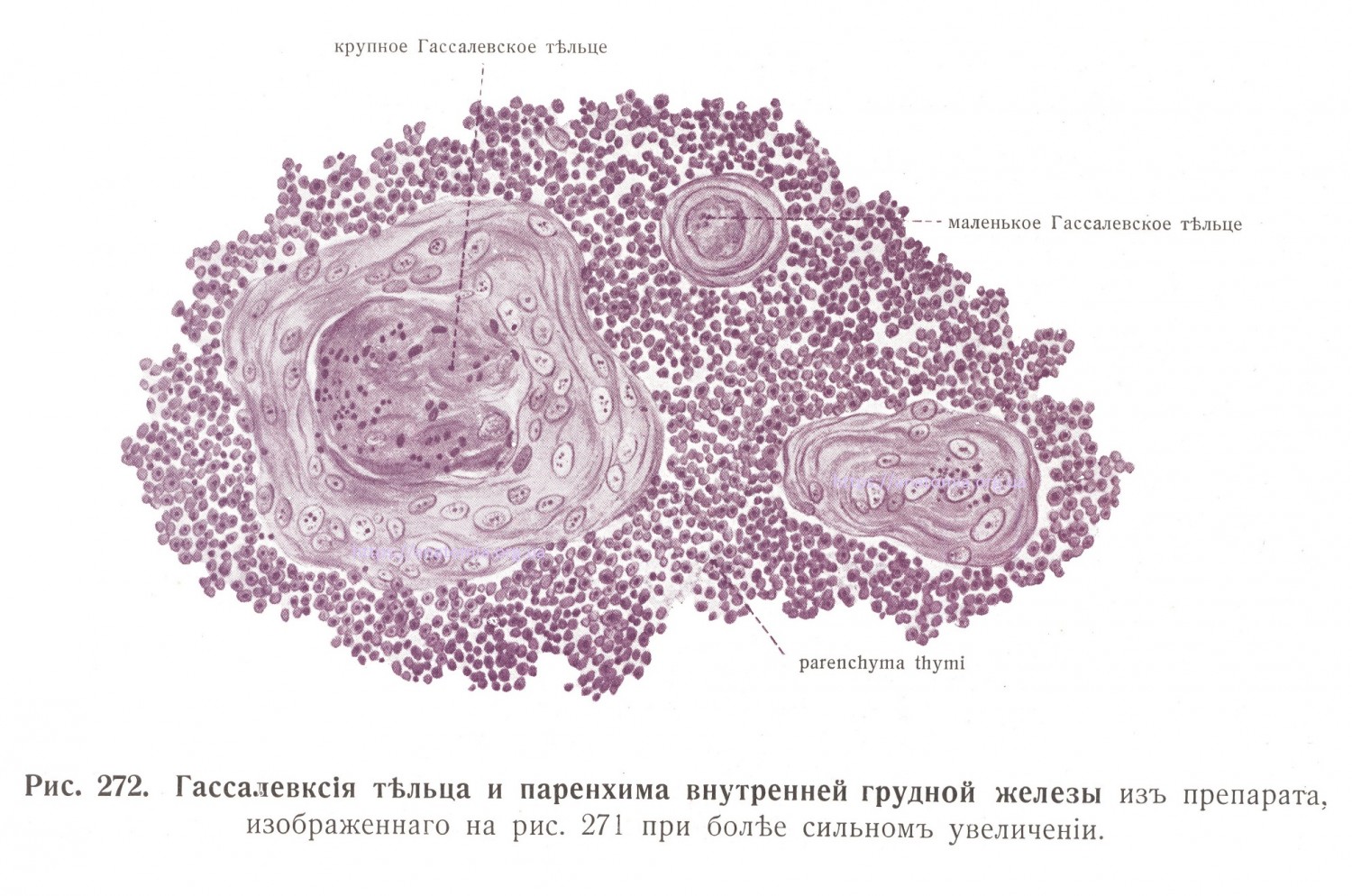 Паренхима внутренней грудной железы, гаккелевская тельца