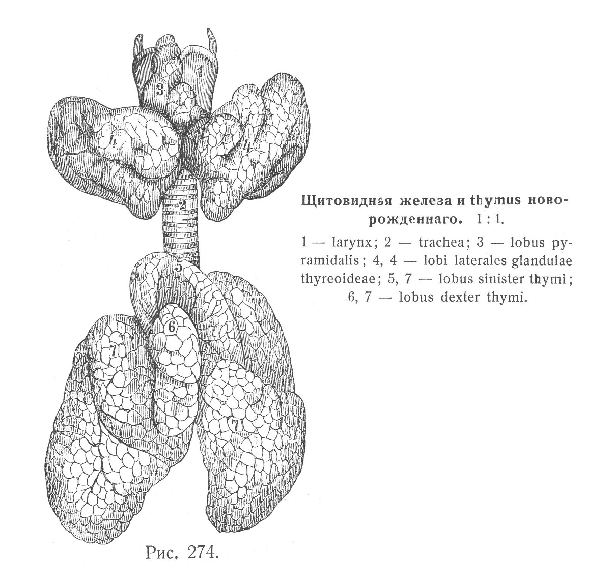 Щитовидная железа и thymus новорожденного